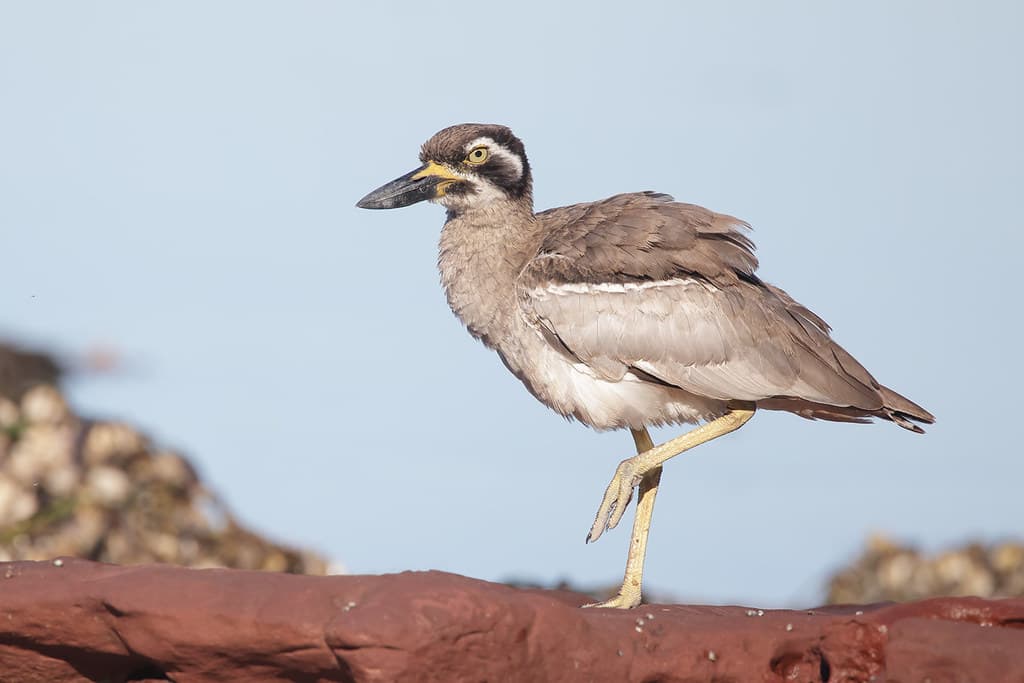 Beach Stone-curlew