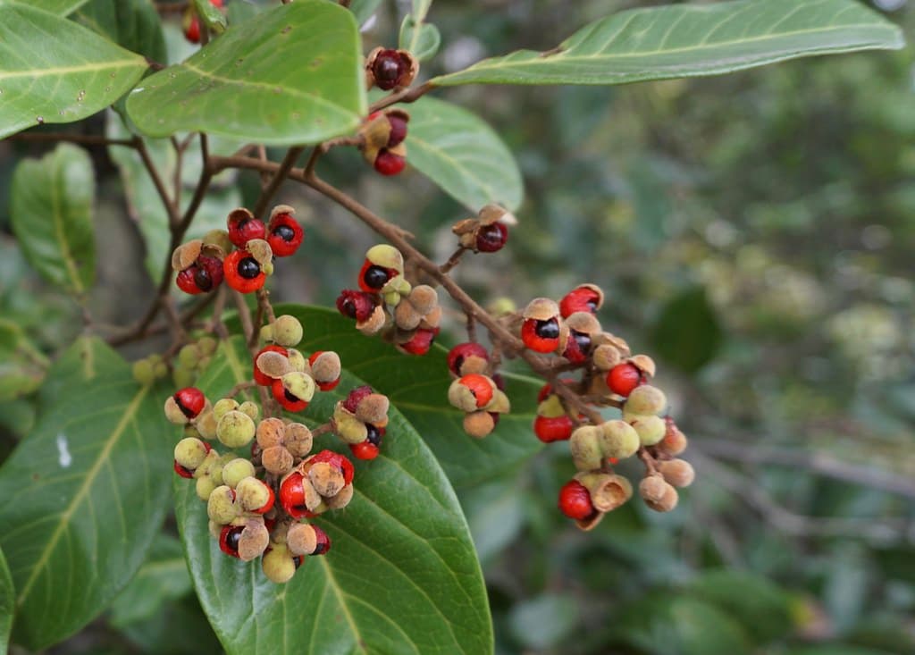 A bunch of berries on a shrub across the Mooball Creek from Pottsville to the beach on the coast road..