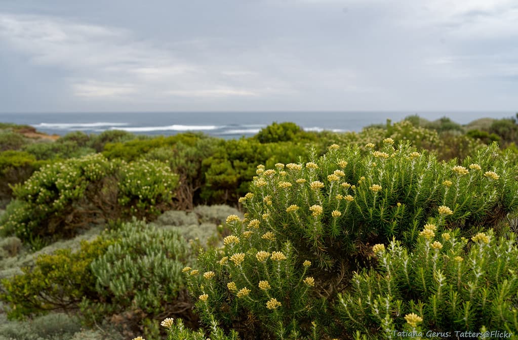 Coastal vegetation along the Great Ocean Road