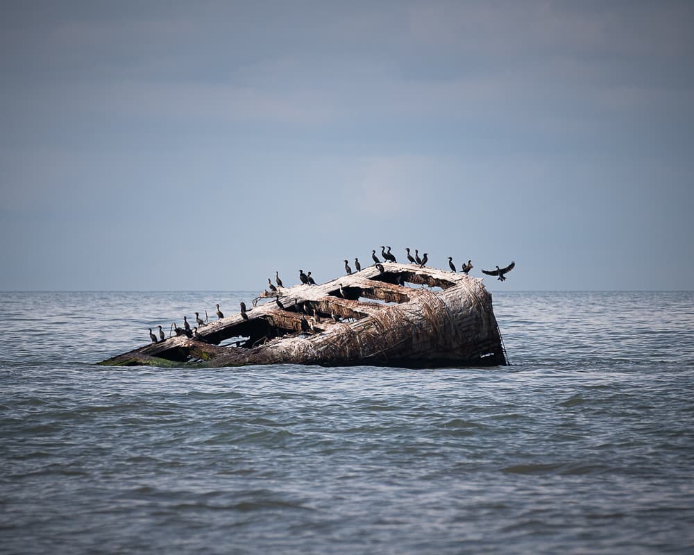 SS Atlantus shipwreck serving as a Cormorant perch
