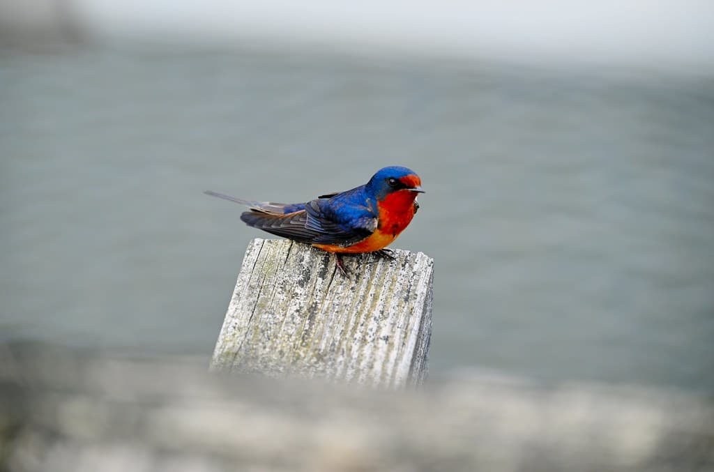 Silver Sands State Park - Eastern Bluebird