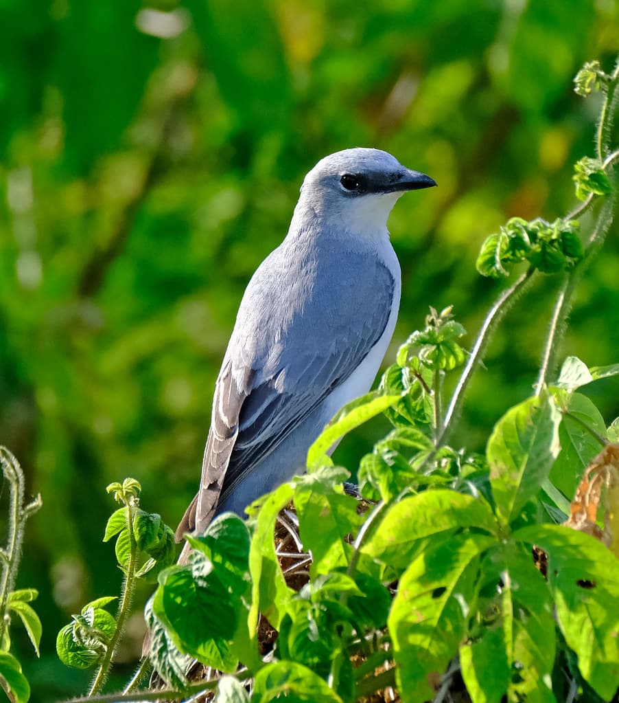 White Bellied Cuckoo Shrike (Coracina papuensis hypoleuca) (25 centimetres) - Casuarina Coastal Reserve, Darwin, NT, Australia...