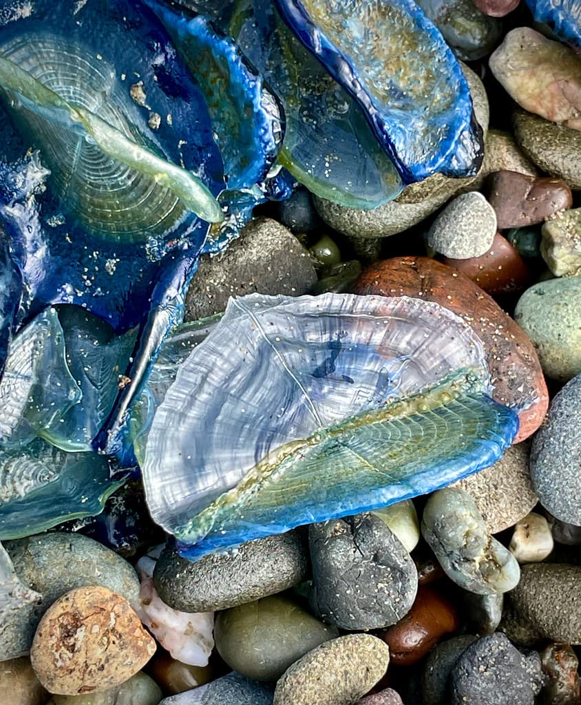 Blue Sailors, Velella. San Simeon Creek beach, just N of Cambria.  ~ Explored