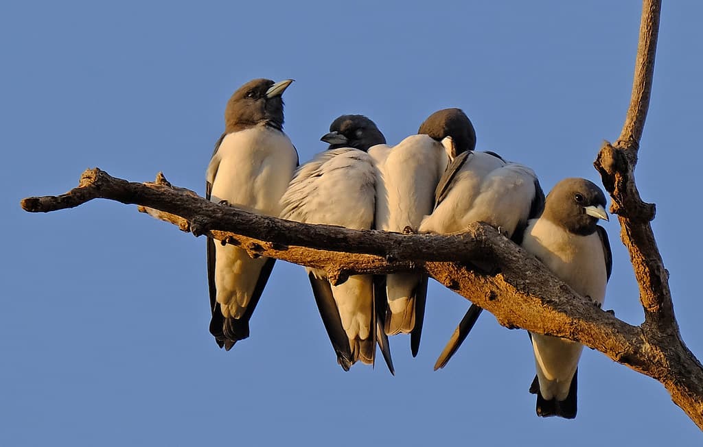 White-Breasted Woodswallows - Casuarina Coastal Reserve, Darwin, NT, Australia