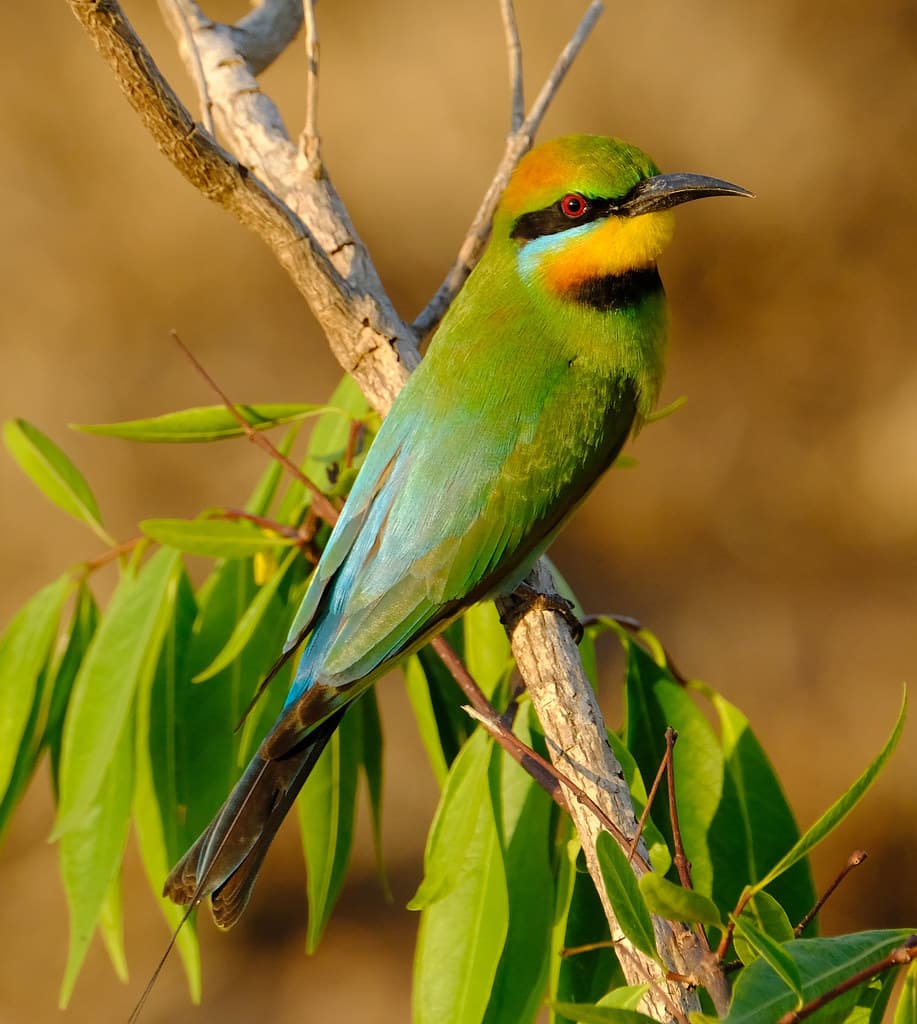 Rainbow Bee-Eater - Casuarina Coastal Reserve, Darwin, NT, Australia