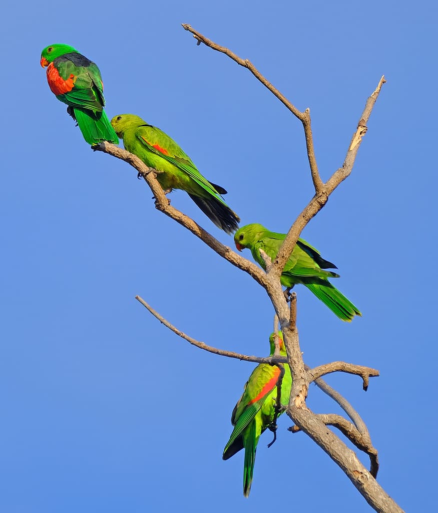 Red-Winged Parrots - Casuarina Coastal Reserve, Darwin, NT, Australia