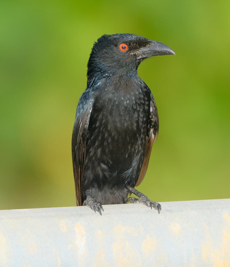 Spangled Drongo (Dicrurus bracteatus) (30 centimetres) - Casuarina Coastal Reserve, Darwin, NT, Australia.