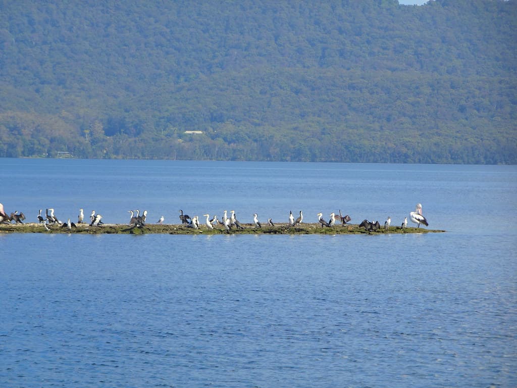 Lake Wallis NSW. Shags or Cormorants and Pelicans in the lake.