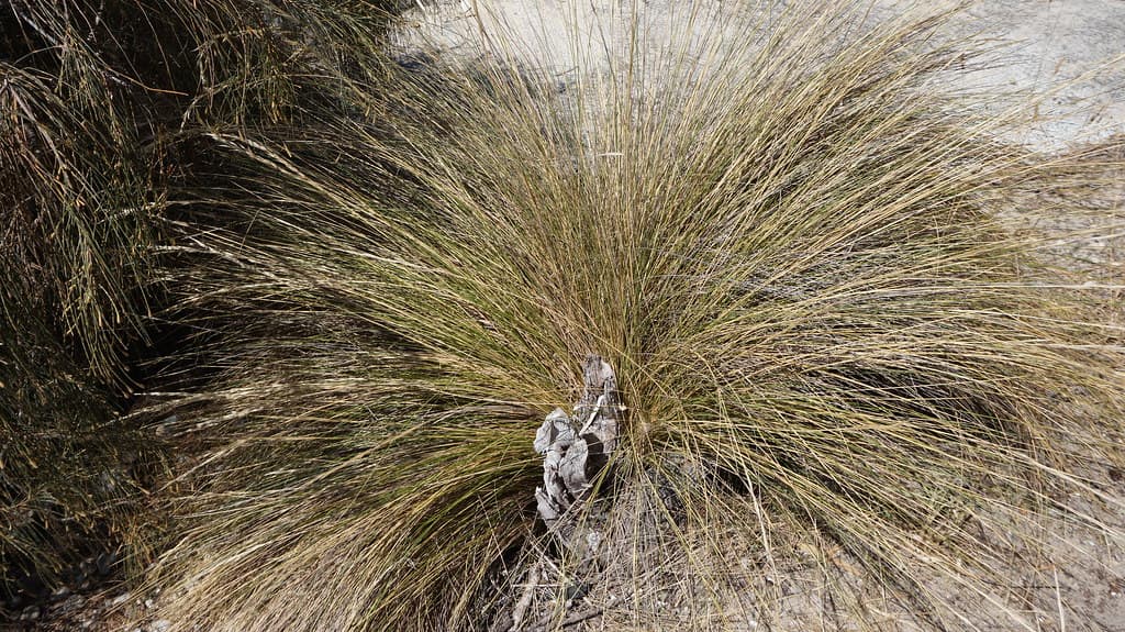 Stump & grass  Mermaid Beach