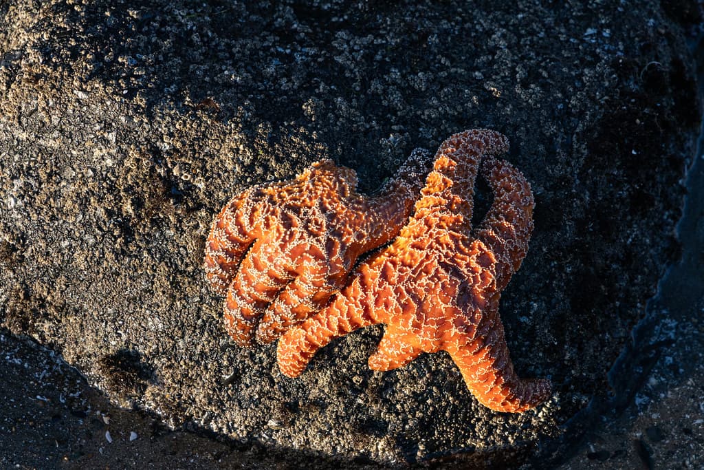 Starfish