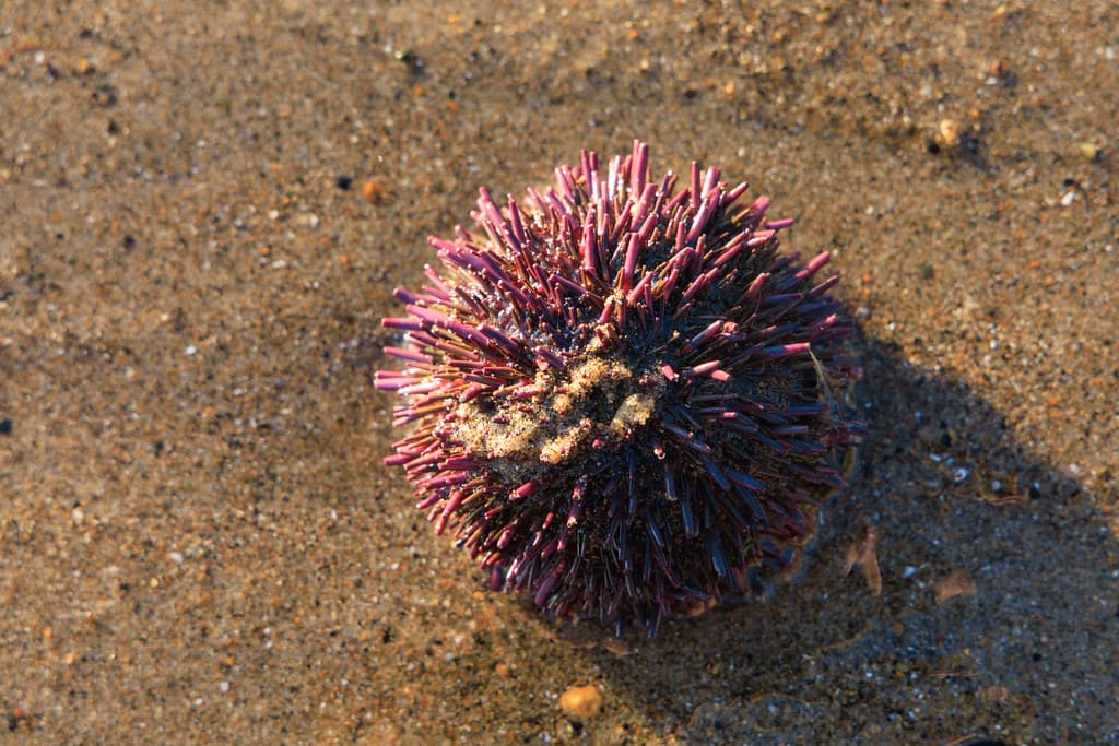 Purple Sea Urchin