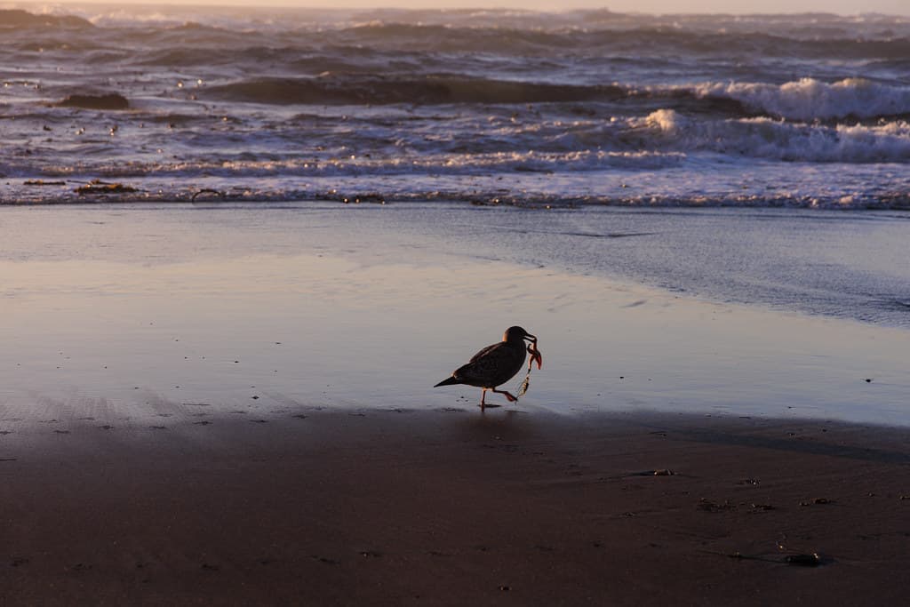 Seagull Eating a Starfish