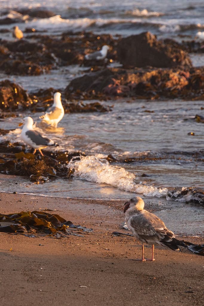 Seagull Eating a Starfish