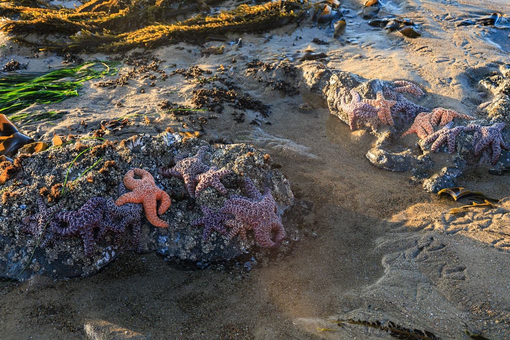 Fogarty Creek Beach, Oregon