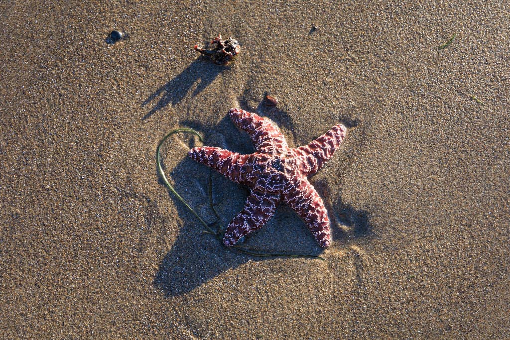 Starfish