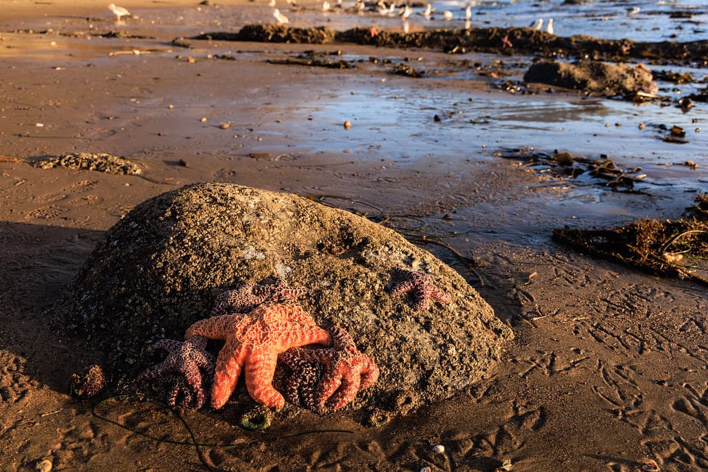 Starfish