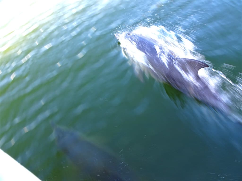 Lake Wallis NSW. Dolphins following a crusie boat in Lake Wallis.