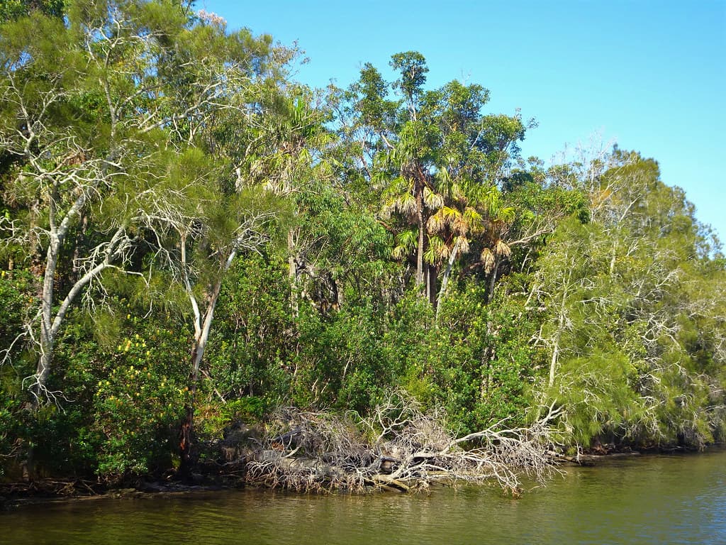 Lake Wallis NSW. Native Cabbage trees on an island in Lake Wallis.