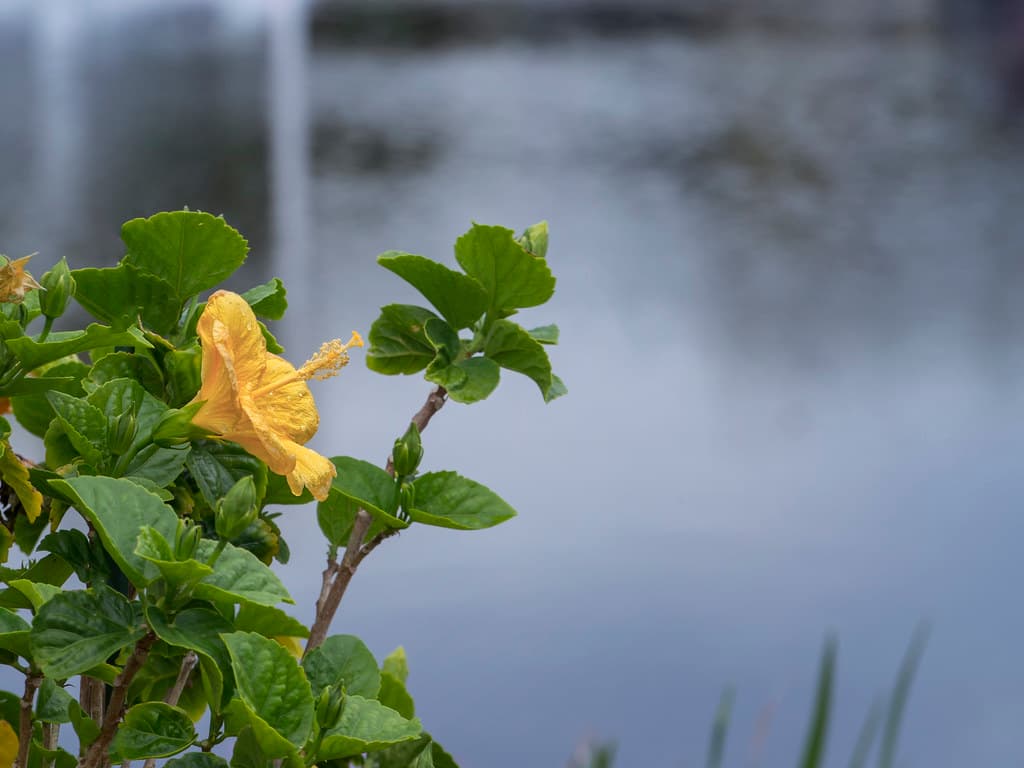 Riparian Hawaiian hibiscus