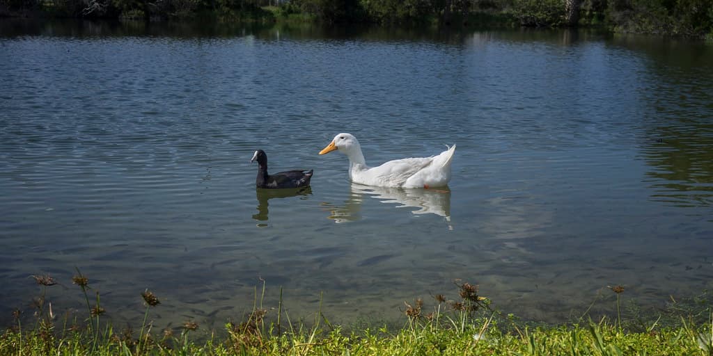 Pond pals