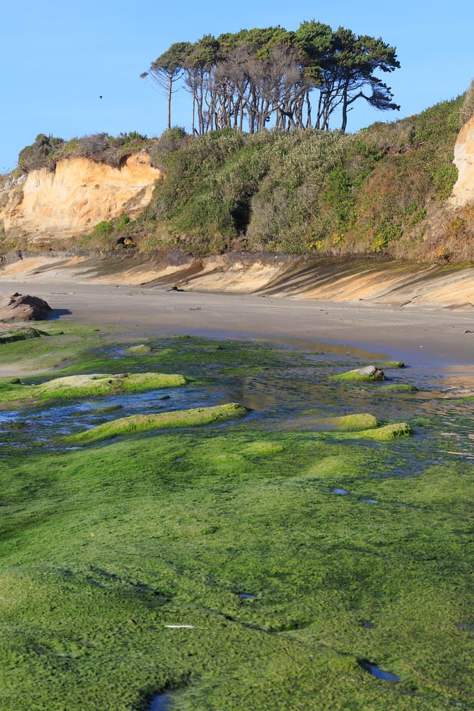 Green Beaches