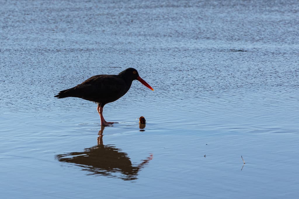 Black Oystercatcher