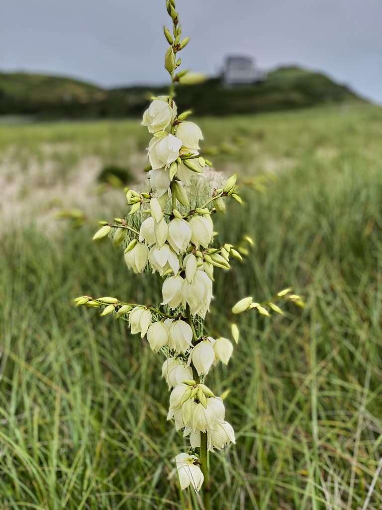 Yucca plant in bloom