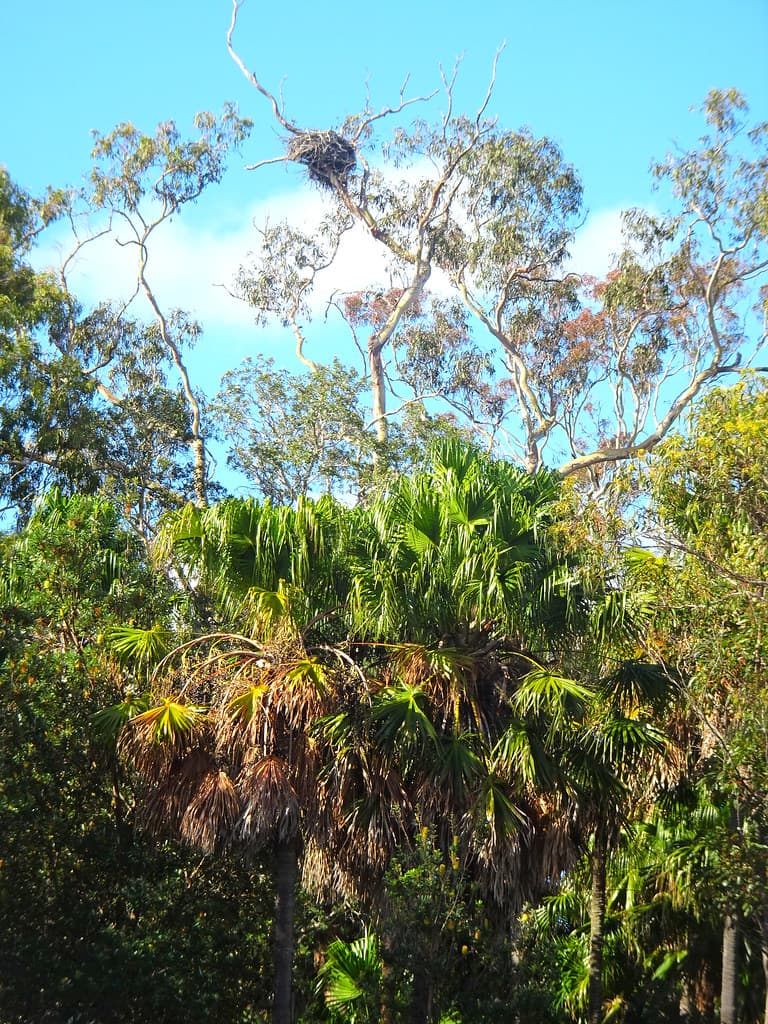 Lake Wallis NSW Sea Eagle or Erne nest high in a tree.