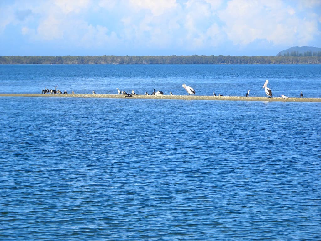 Lake Wallis NSW. Cormorants and Pelicans.