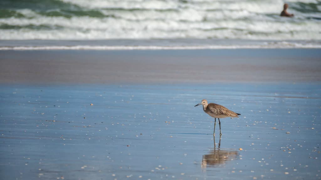 Wader in the wind