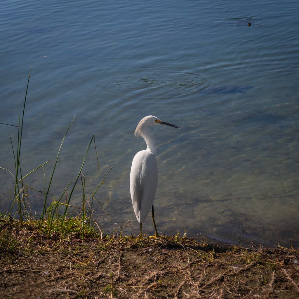 Egret observing turtles