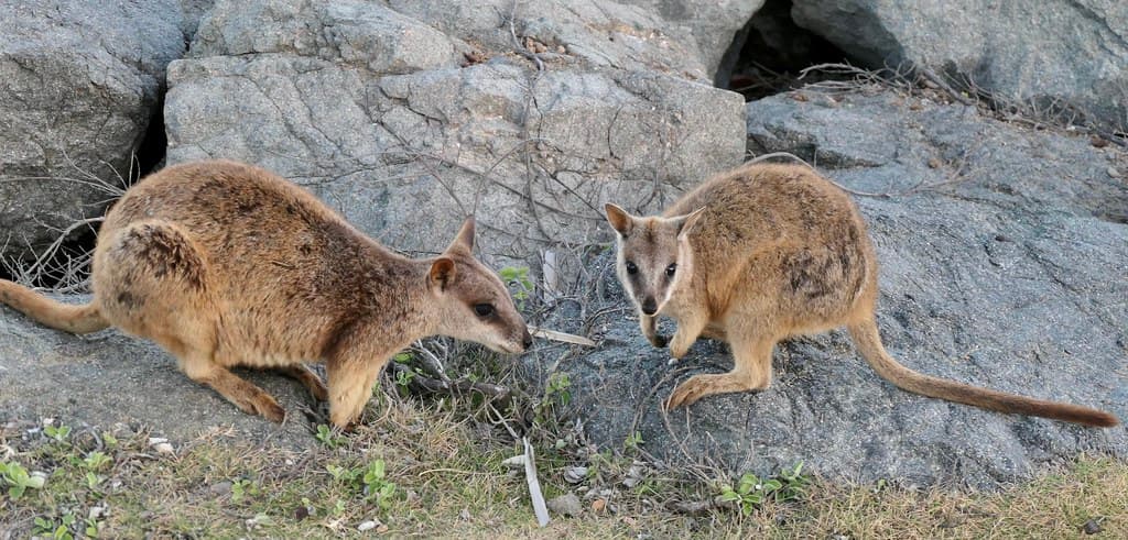 Rock wallabies at Nelly Bay, Magnetic Island, Australia