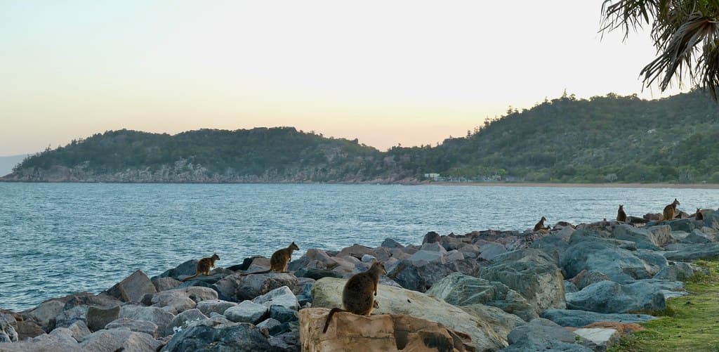 Rock wallabies at Nelly Bay, Magnetic Island, Australia