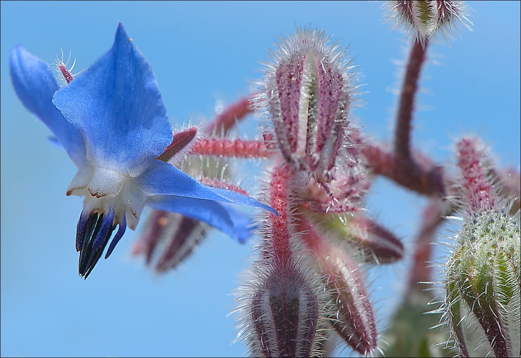 Borago_officinalis_3