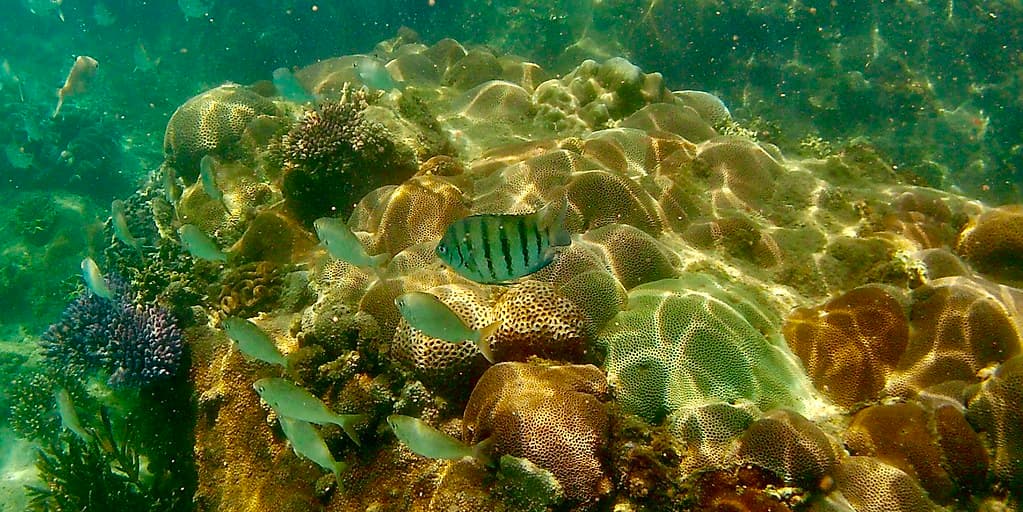 Snorkeling the corals at Horseshoe Bay, Bowen (Great Barrier Reef), Australia