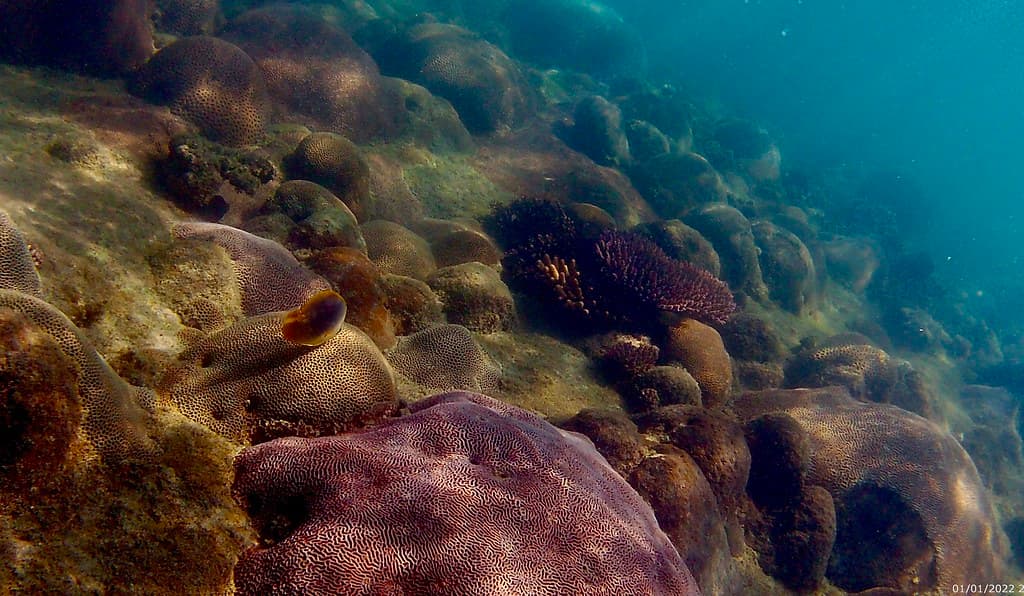 Snorkeling Horseshoe Bay, Bowen, Australia