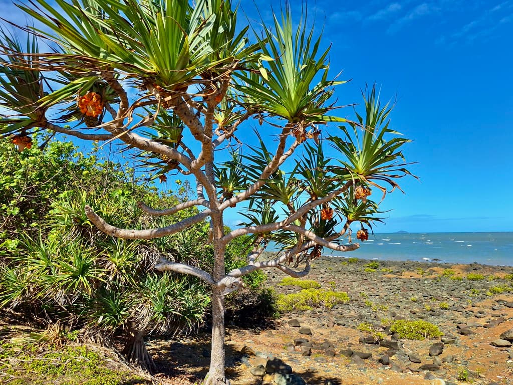 At Sarina Beach, Australia