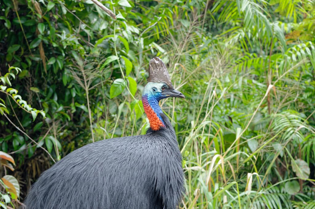 Casuarius casuarius, Etty Bay, Queensland, Australia