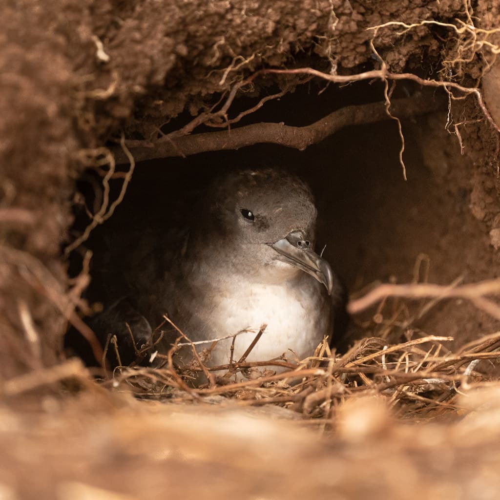 Wedge-tailed shearwaters, ‘ua‘u kani, at  Kilauea Point
