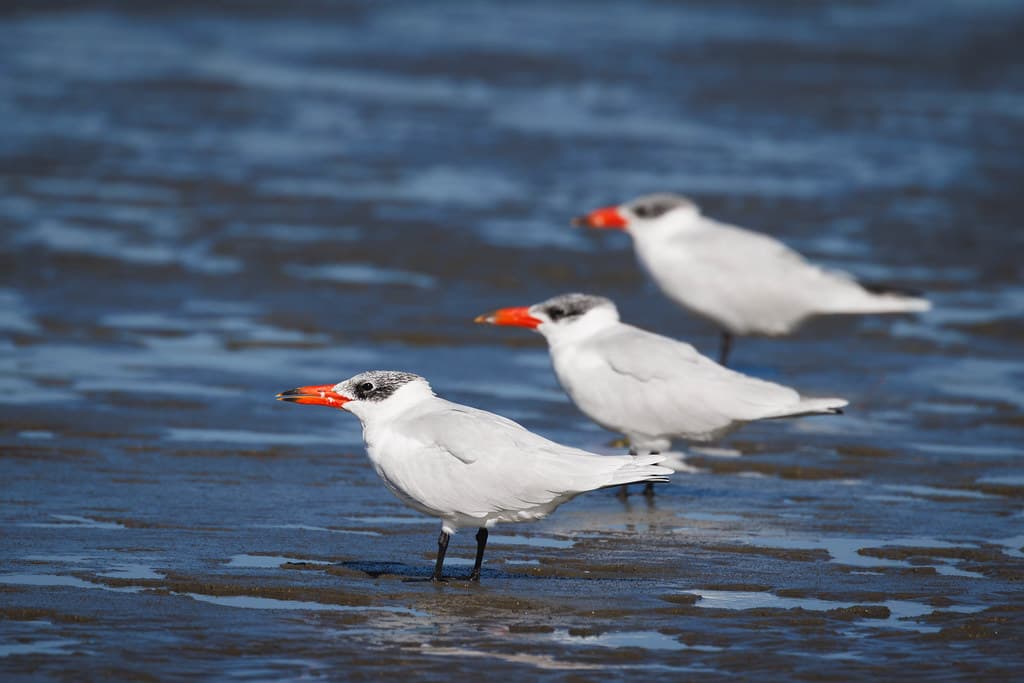 Taranui | Caspian Tern