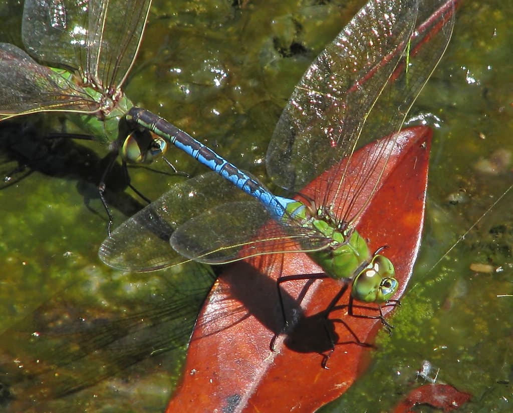 Common green darners - mating migrants  (Florida)