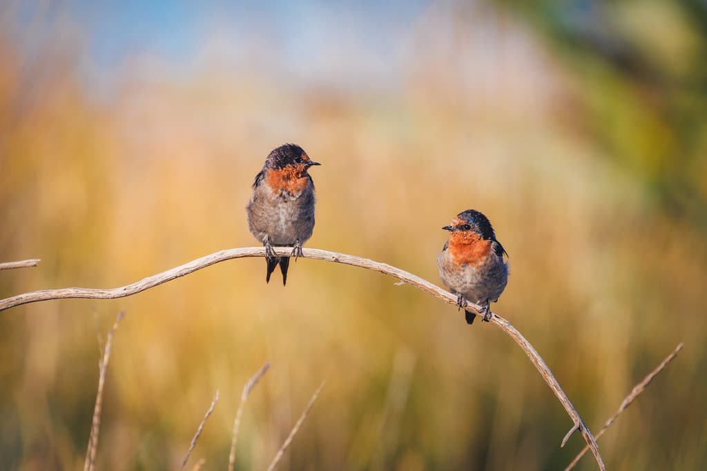 Warou | Welcome Swallows
