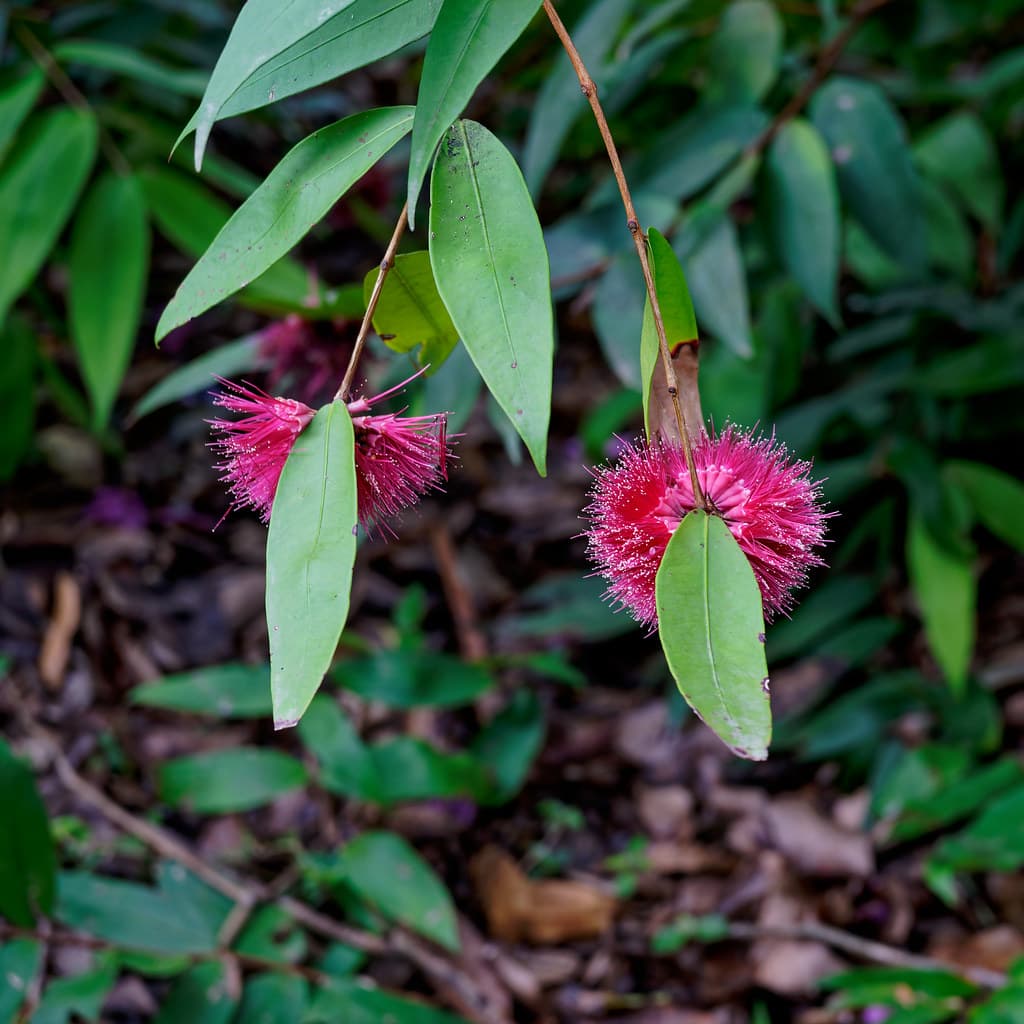 Syzygium wilsonii