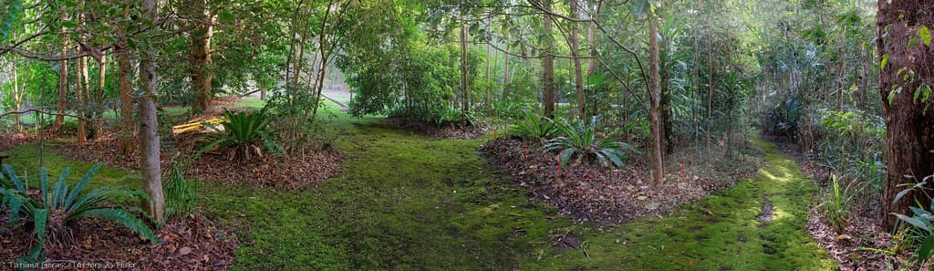 Raintrees pano