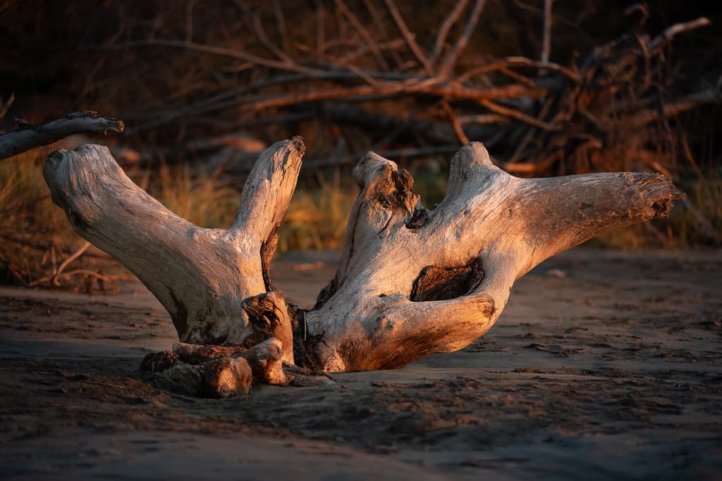 Driftwood at sunset