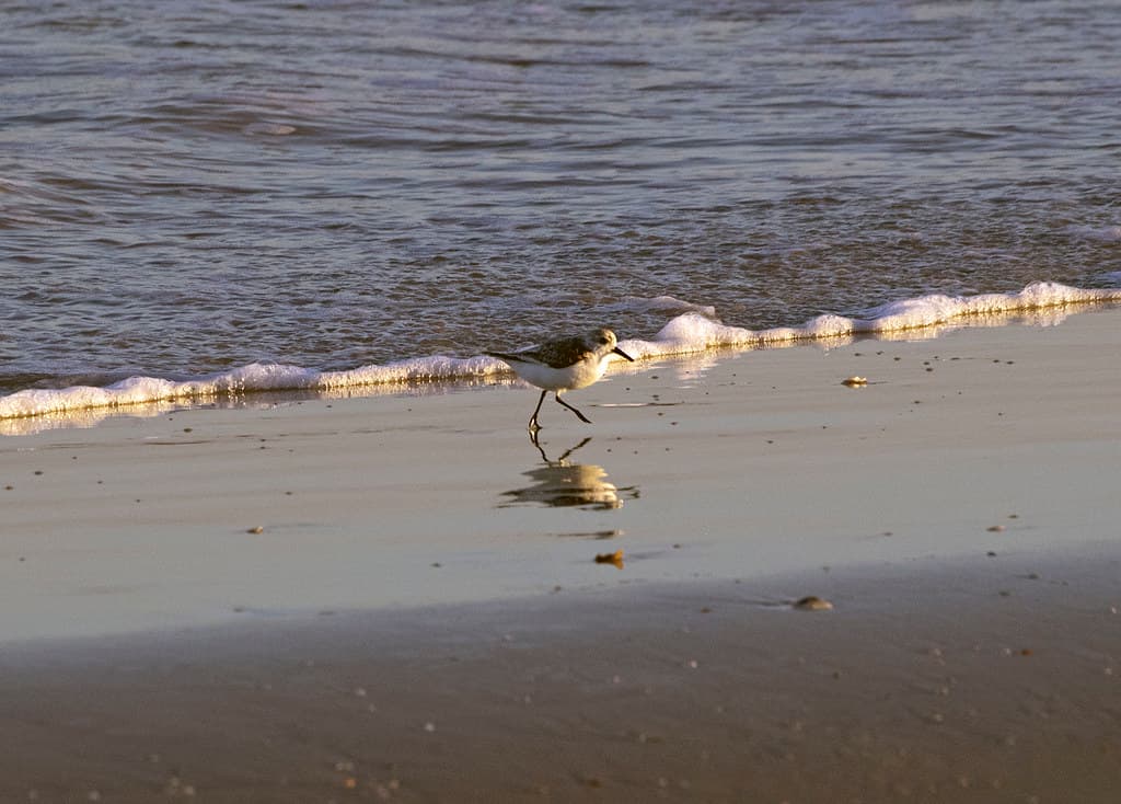 Vilano Beach 10-28-2014 - Sanderling 3
