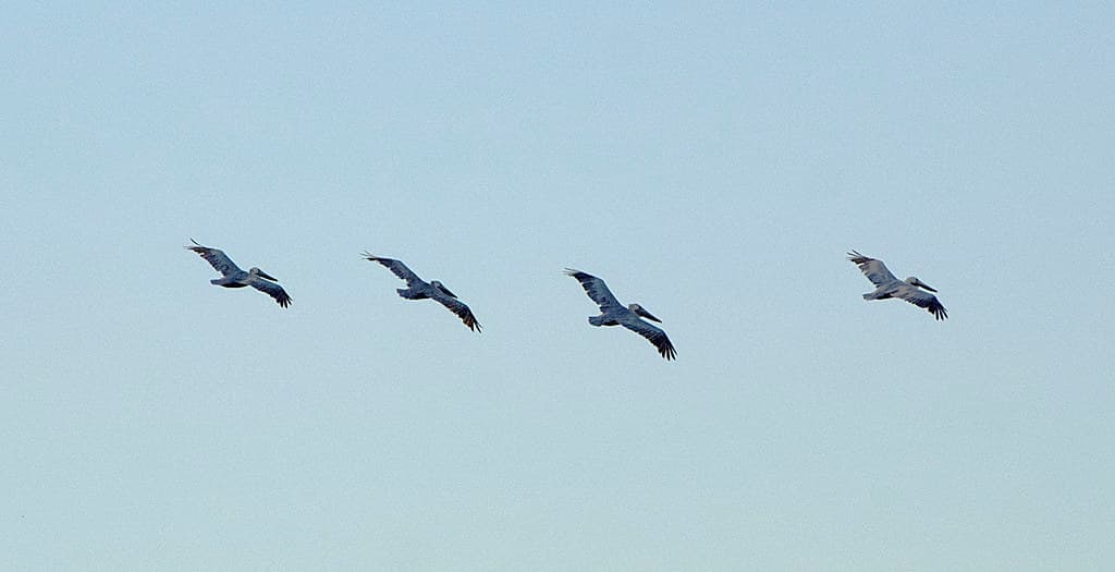 Vilano Beach 10-28-2014 - Pelicans 3