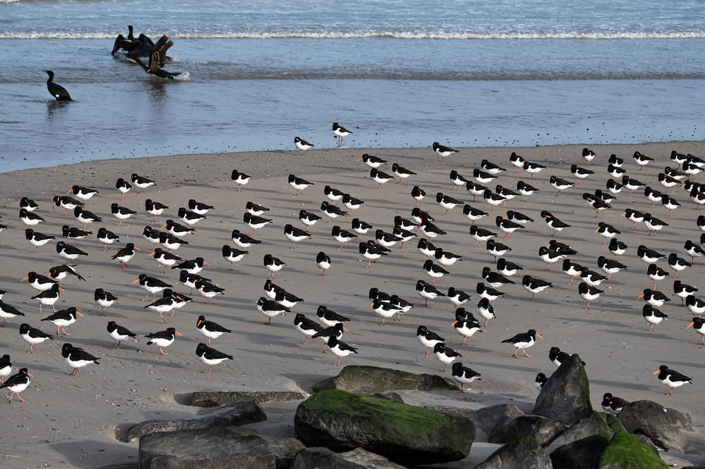 Nieuwpoort South Beach — photo by Willy Verhulst