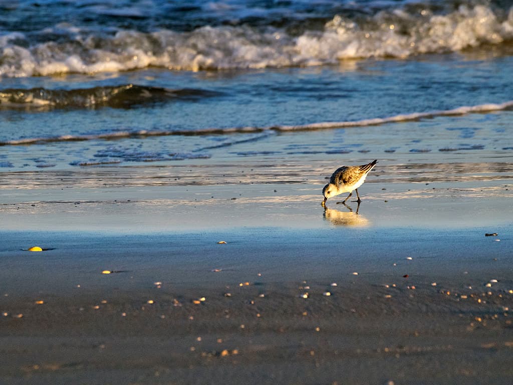 Vilano Beach 10-28-2014 - Sanderling 6