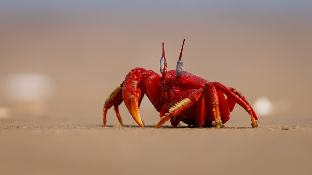 A Red Ghost Crab collecting food on the beach!